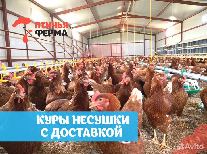 Куры несушки