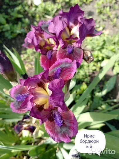 Многолетники Ч. 7