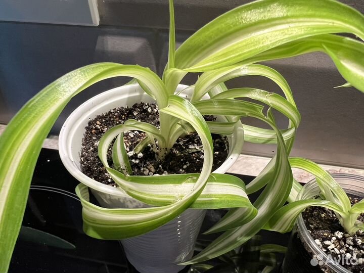 Хлорофитум кудрявый