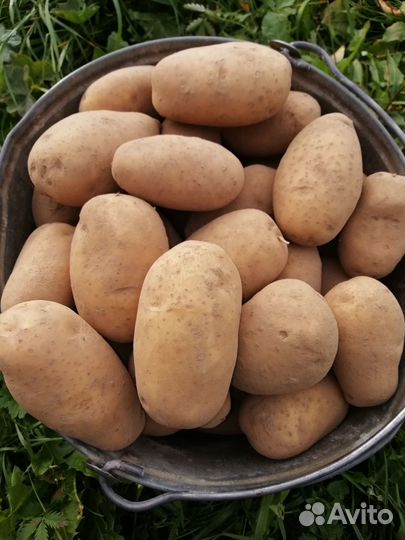 Семенной картофель