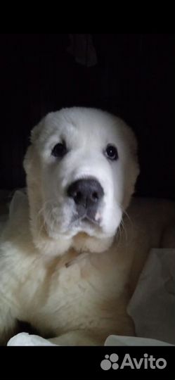 Доставка животных на авто