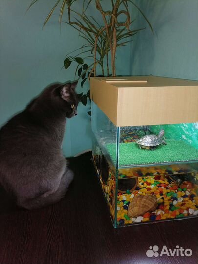 Аквариум для черепах
