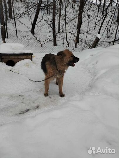 Кавказская овчарка метис с отлова на доживание