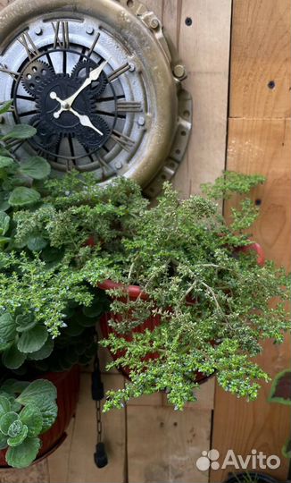 Пилея мелколистная