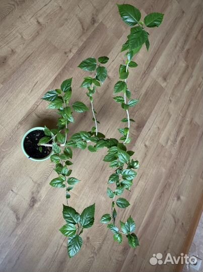 Гибискус китайская роза