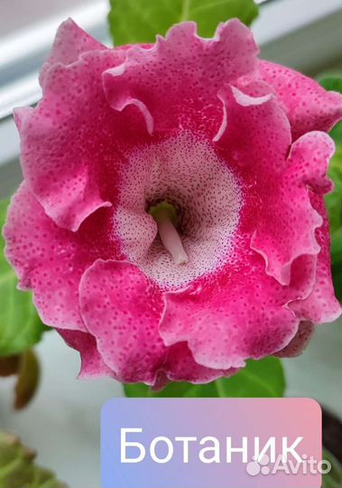 Глоксинии листом и луковицами