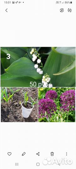 Многолетние садовые цветы