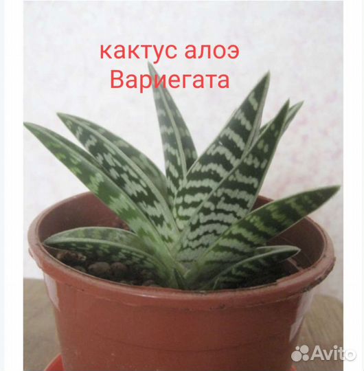 Спатифиллум