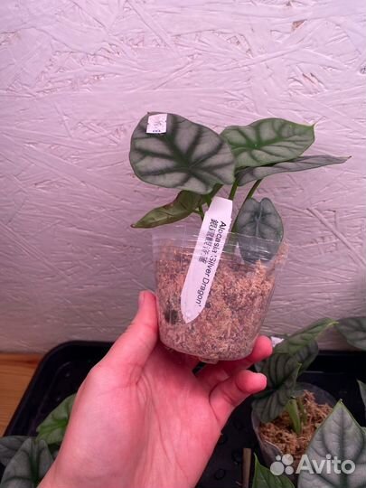 Alocasia 'Silver Dragon'