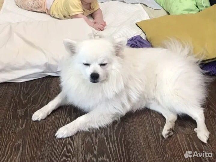 Вязка собак