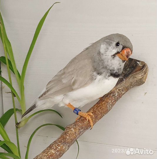 Зебровые амадины