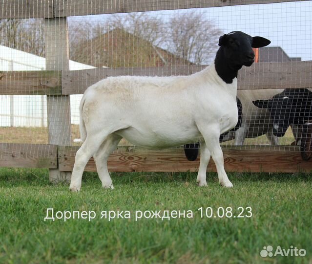 Дорпер ярки и баранчик