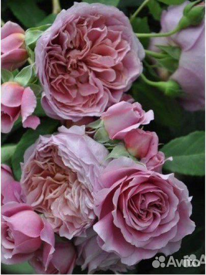 Японская Роза Robe a la francaise/Француз.платье