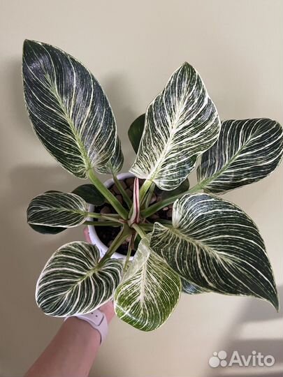 Филодендрон биркин