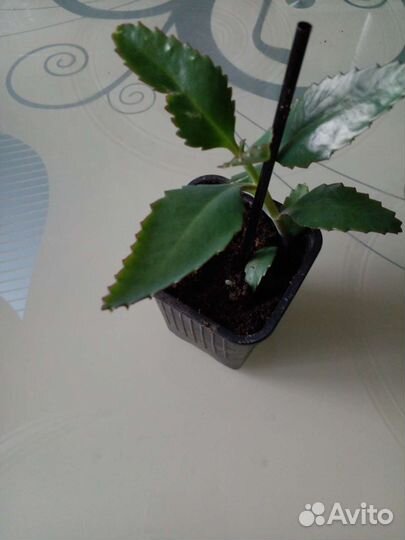 Каланхоэ дегремона