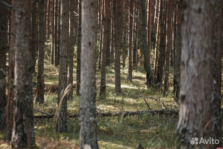 Отвод лесосек, обследование лесных участков