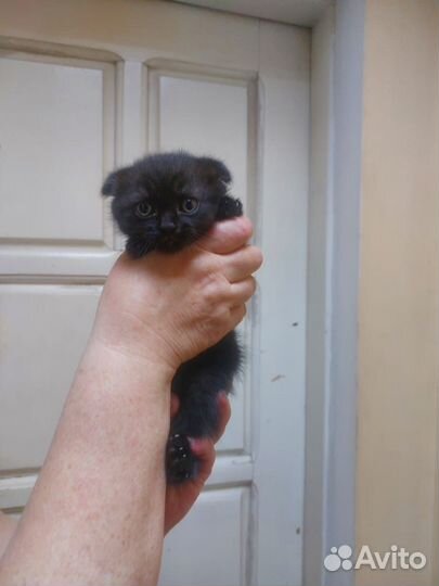 Вислоухие котята в добрые руки