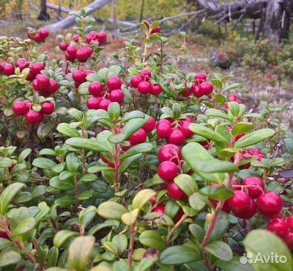 Ягоды Брусника