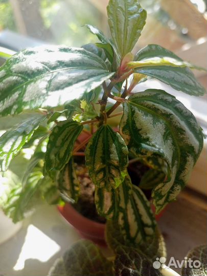 Пилея кадье