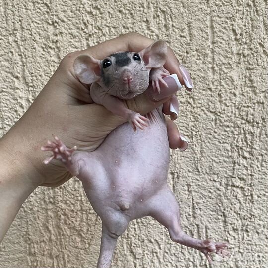 Питомник. Дамбо крысы, крысята, крыса