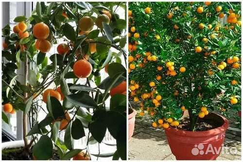 Мандарин Ковано Васе