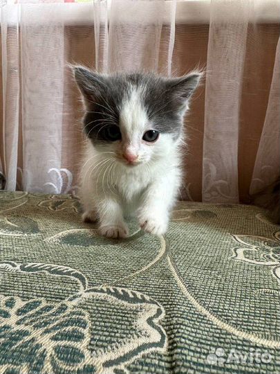 Милые котята