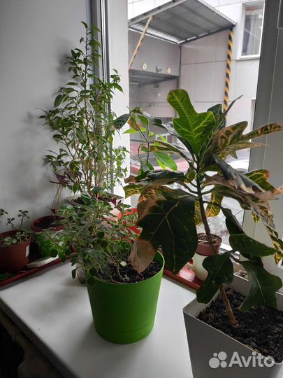 Комнатные растения