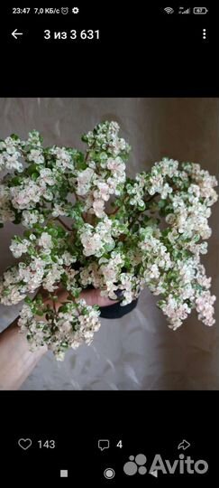 Редкие комнатные цветы