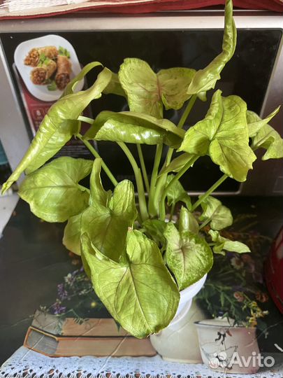 Сингониум Голден Аллюжн