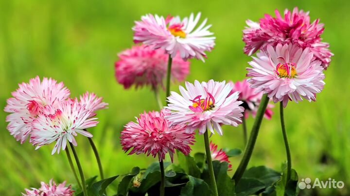 Маргаритка цветущая, многолетник