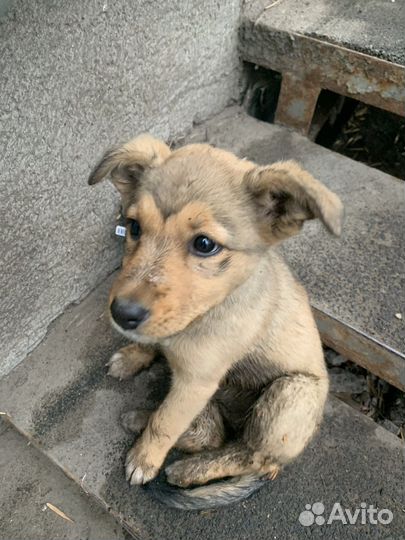 Собака дворняжка Отдам Бесплатно