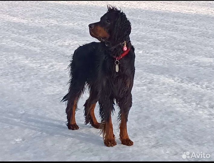 Шотландский сеттер