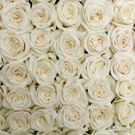 Розы пионовидные Розы белые