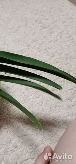 Орхидея ванда