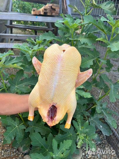 Утка домашняя мясо