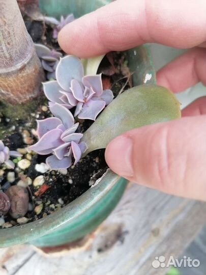 Эхверия перл нюренберг