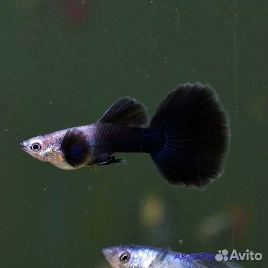 Рыбки гуппи чистая линия самцы