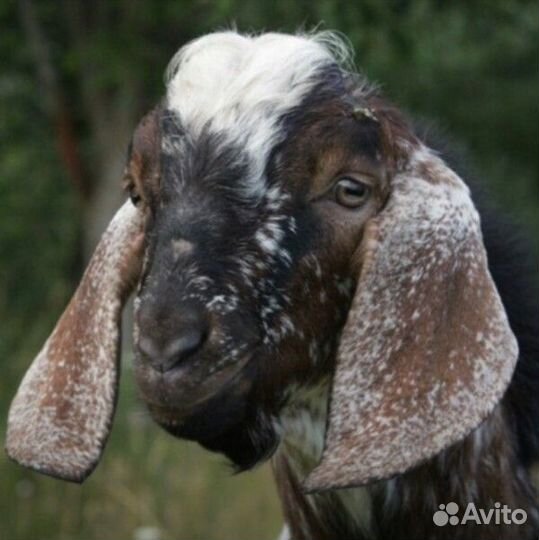 Нубийский козёл, случка