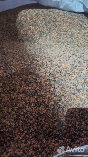 Пайза, колотая вика на корм для птиц