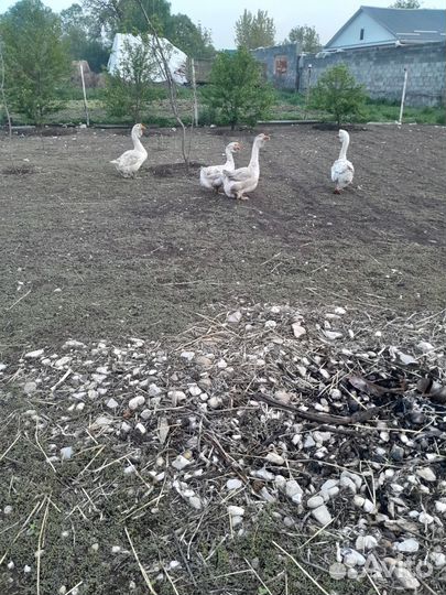 Гусь халмагор