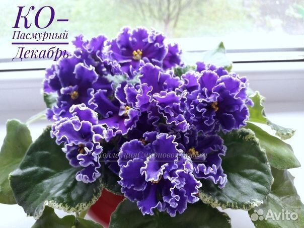 Детки сортовых фиалок и укоренившиеся листики