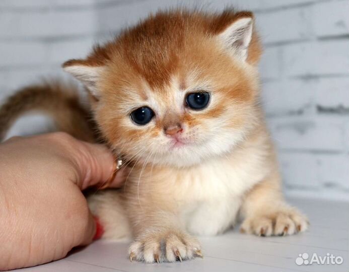 Котята золотые британские шиншиллы ny11