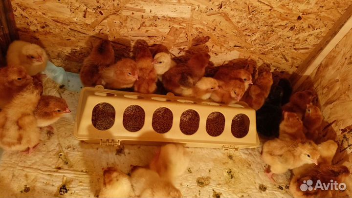 Кормушки поилки для кур