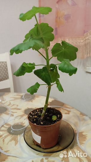 Пеларгония (герань)