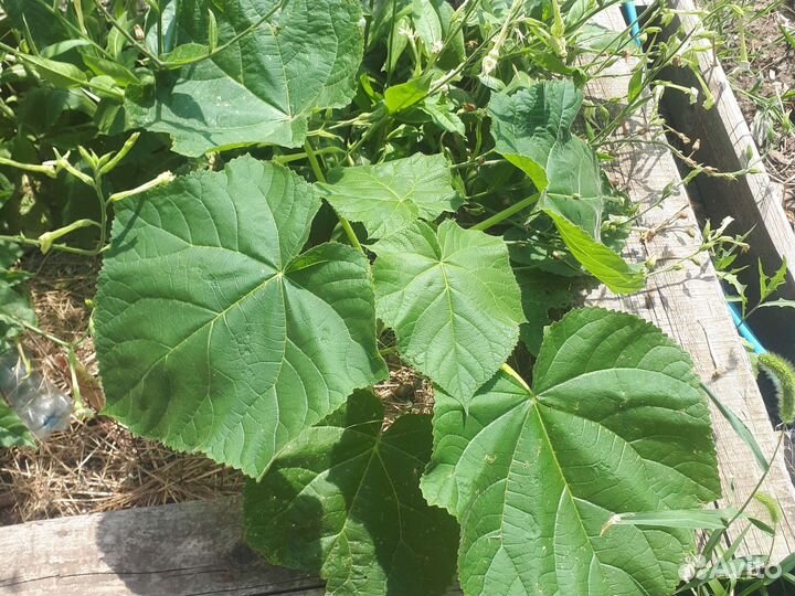 Саженцы павловния