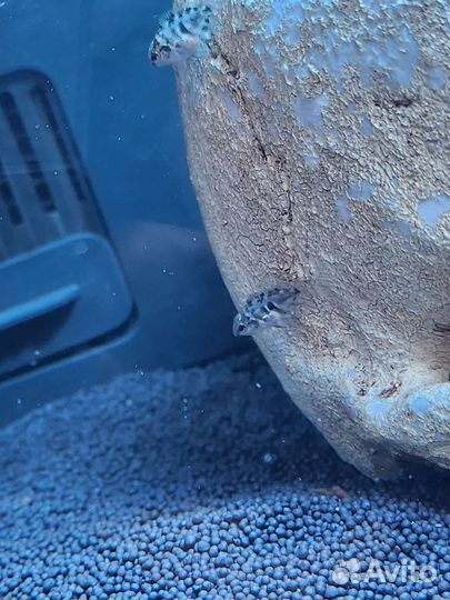 Аквариумные рыбки сапфировый попугай