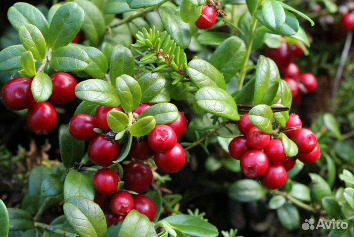 Брусника свежемороженная в наличии