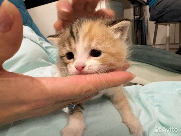 Серебристая шиншилла вислоухая