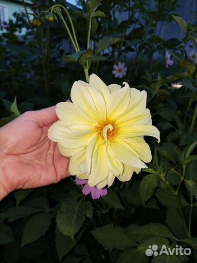 Георгины клубни