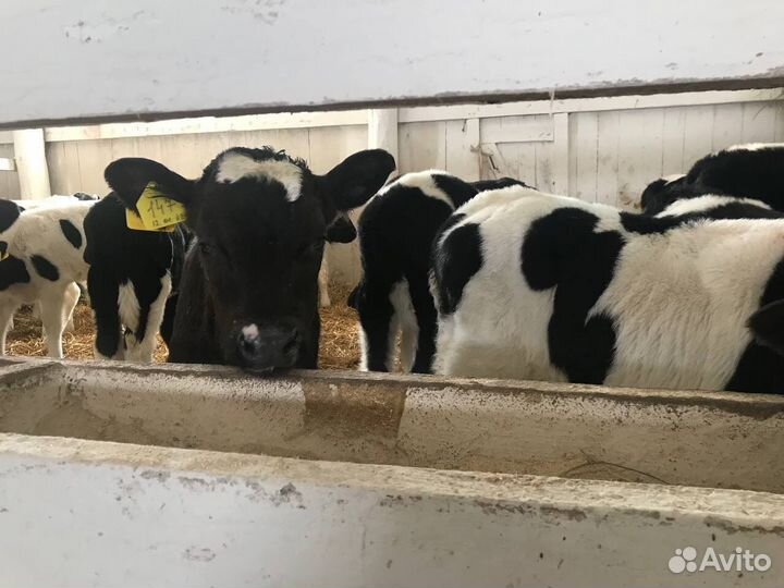 Бычки и телки крс